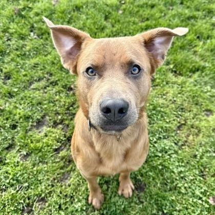 Enlarge Mallow, a ADOPTABLE mixed breed in Roseburg, OR image 1/4
