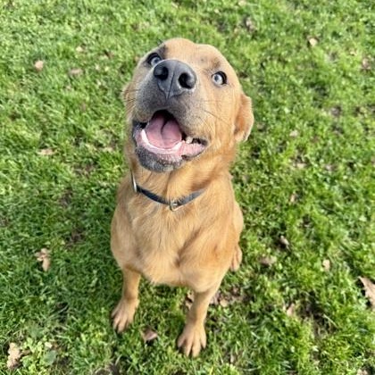 Enlarge Mallow, a ADOPTABLE mixed breed in Roseburg, OR image 3/4