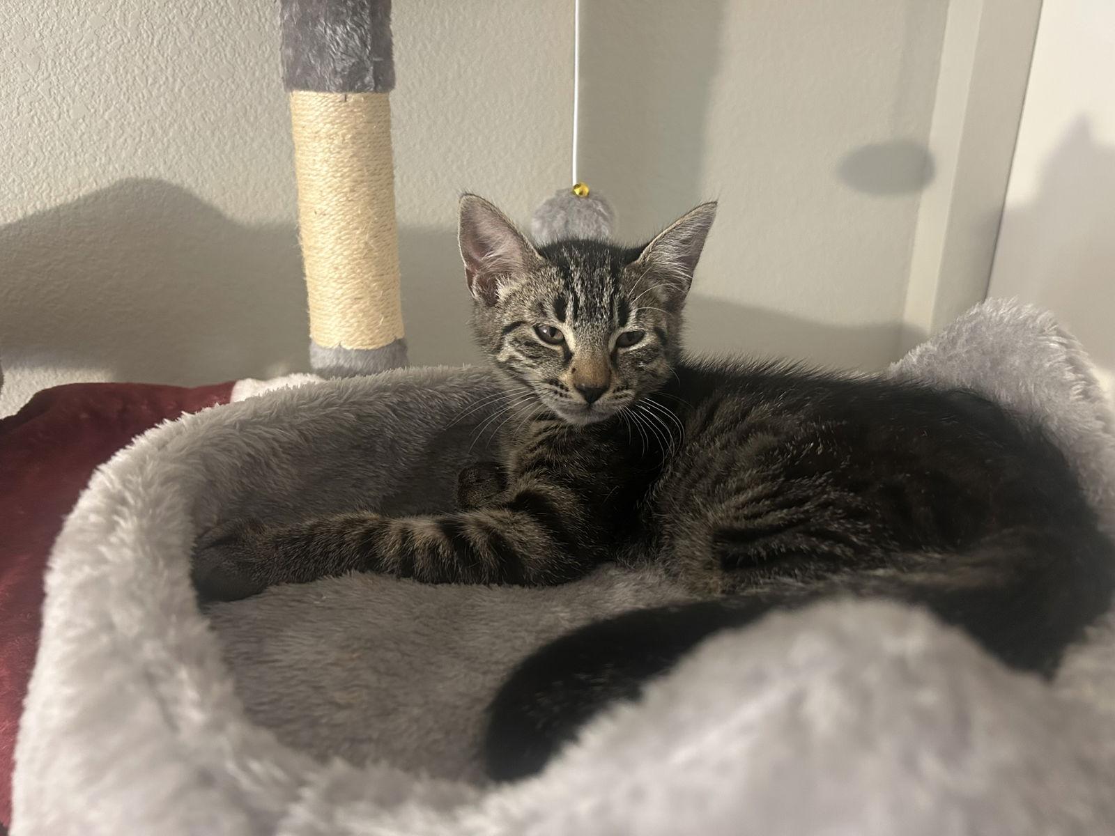 Enlarge Lewis, a Adoptable Domestic Short Hair in Davis, CA image 1/2