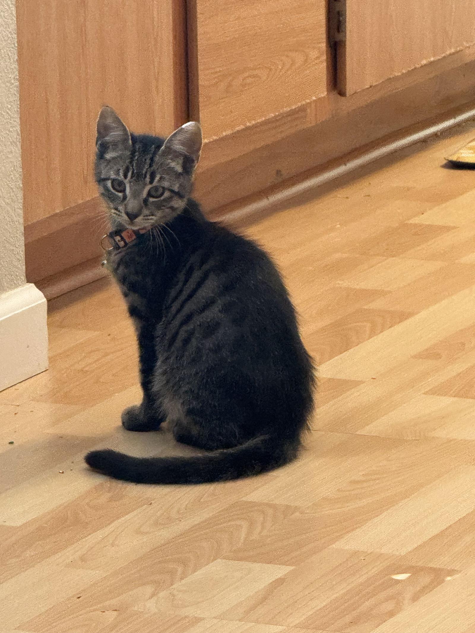 Enlarge Lewis, a Adoptable Domestic Short Hair in Davis, CA image 2/2