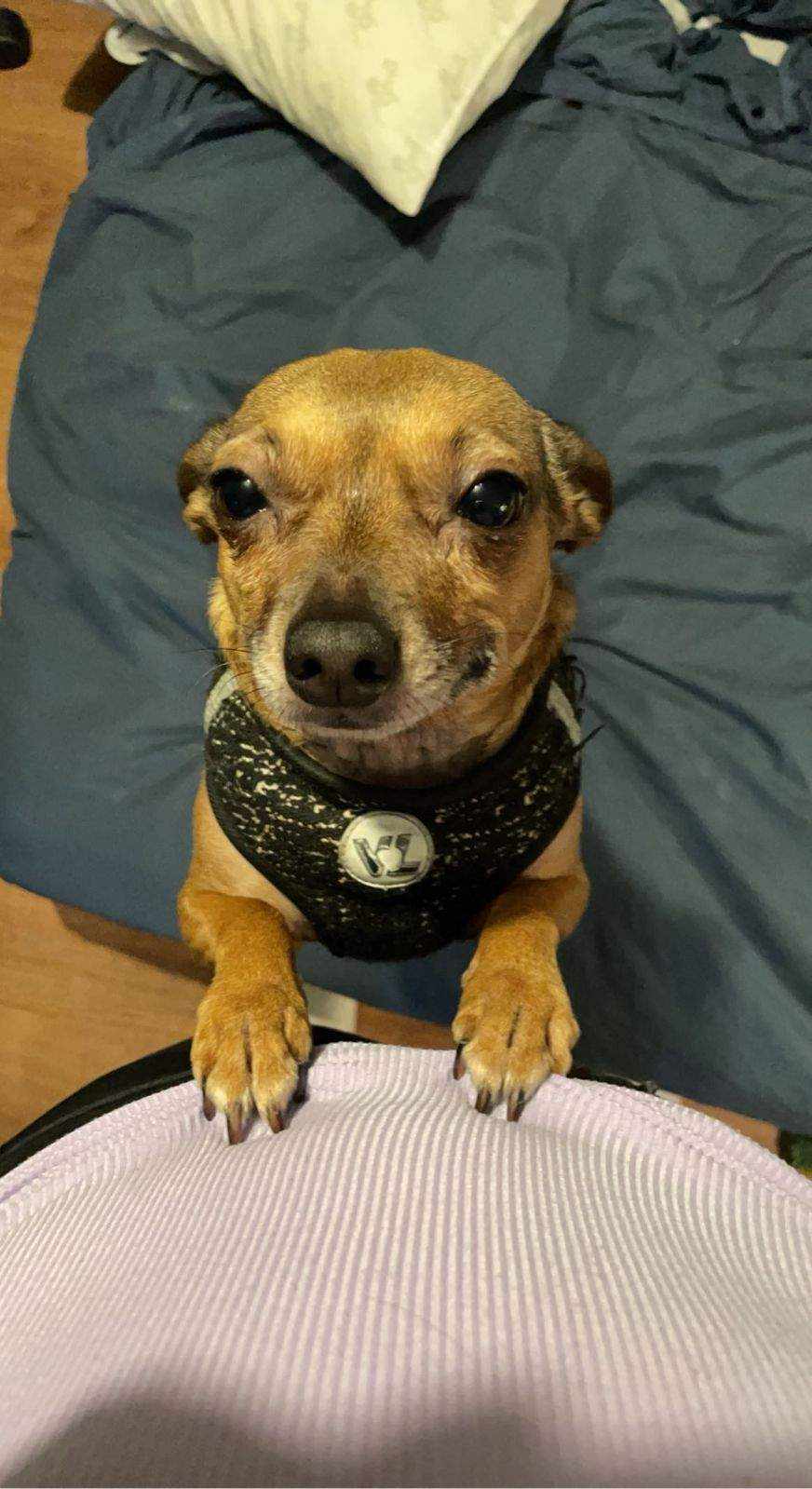 Roxie, Adopted, Adult Female Chihuahua.