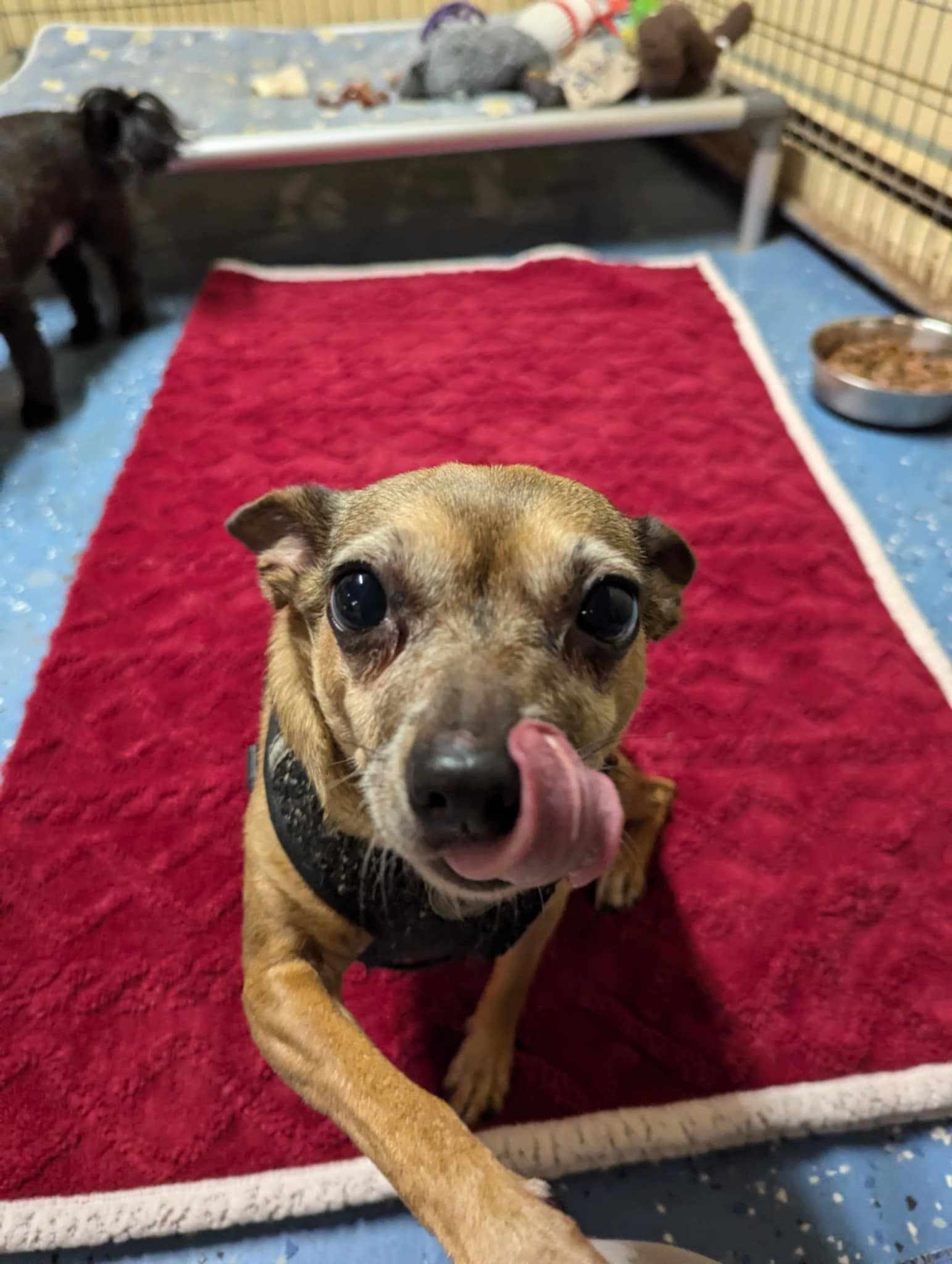 Roxie, a Adopted mixed breed in Claremont, NH image 2/3