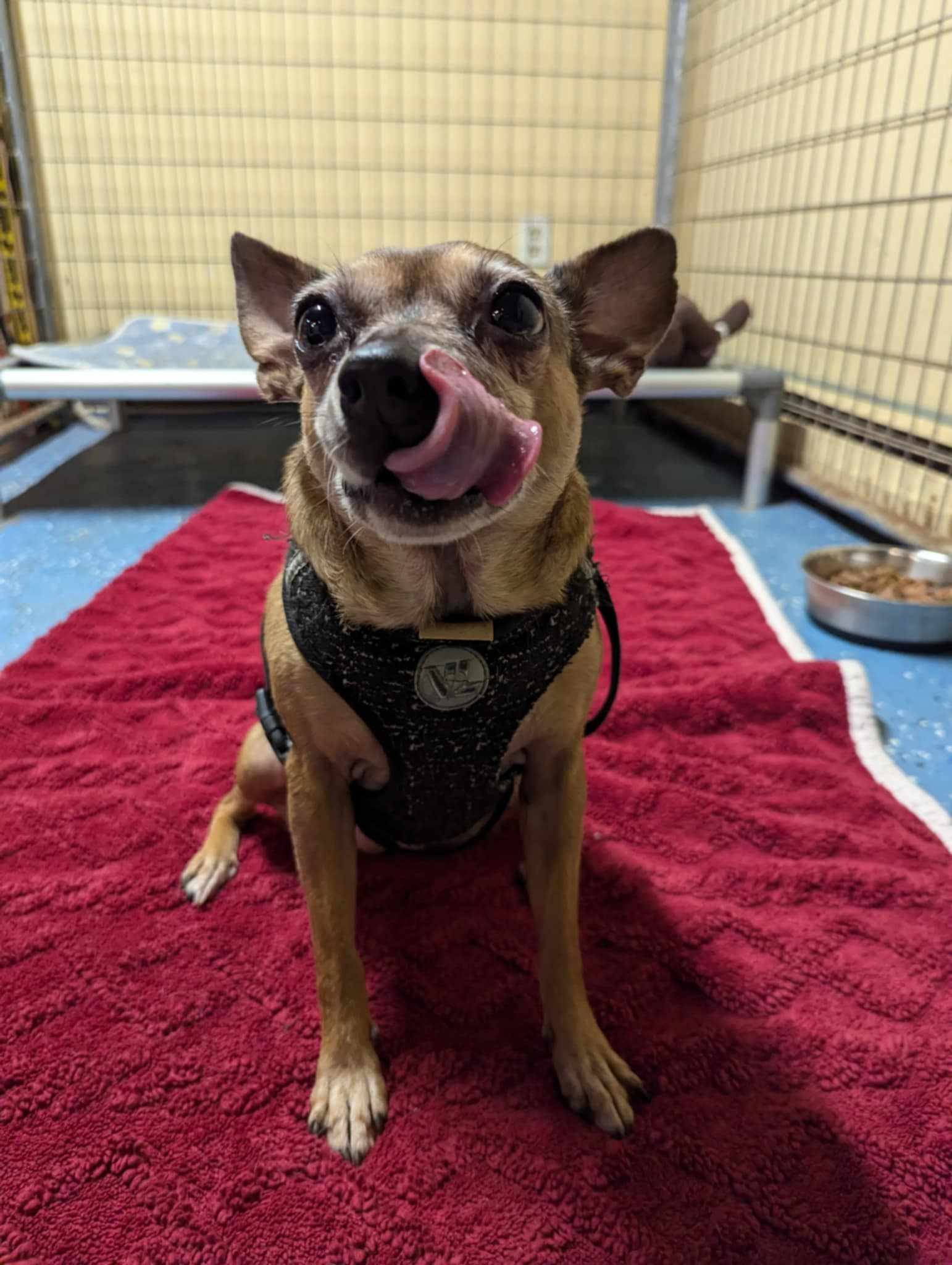 Roxie, a Adopted mixed breed in Claremont, NH image 3/3