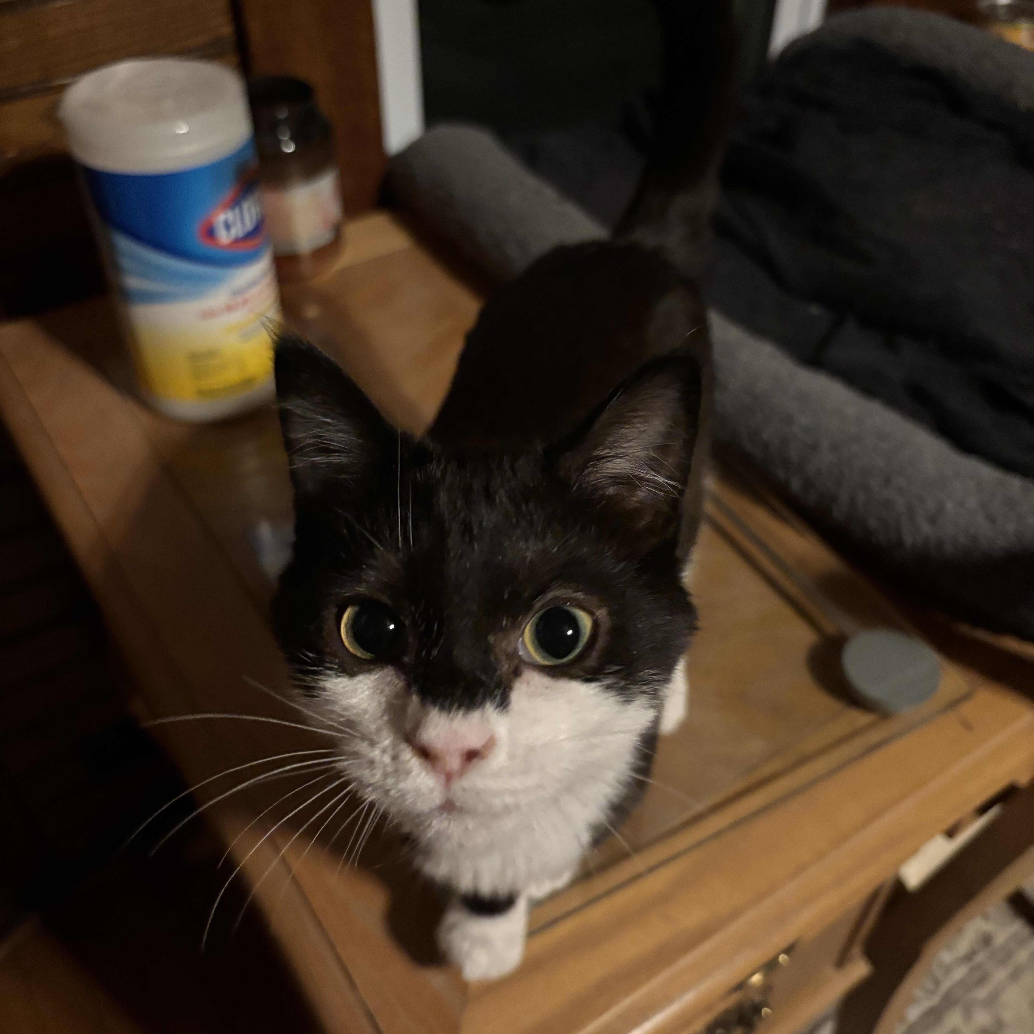 Enlarge Cleaver, an adopted mixed breed in Stuart, VA image 1/2