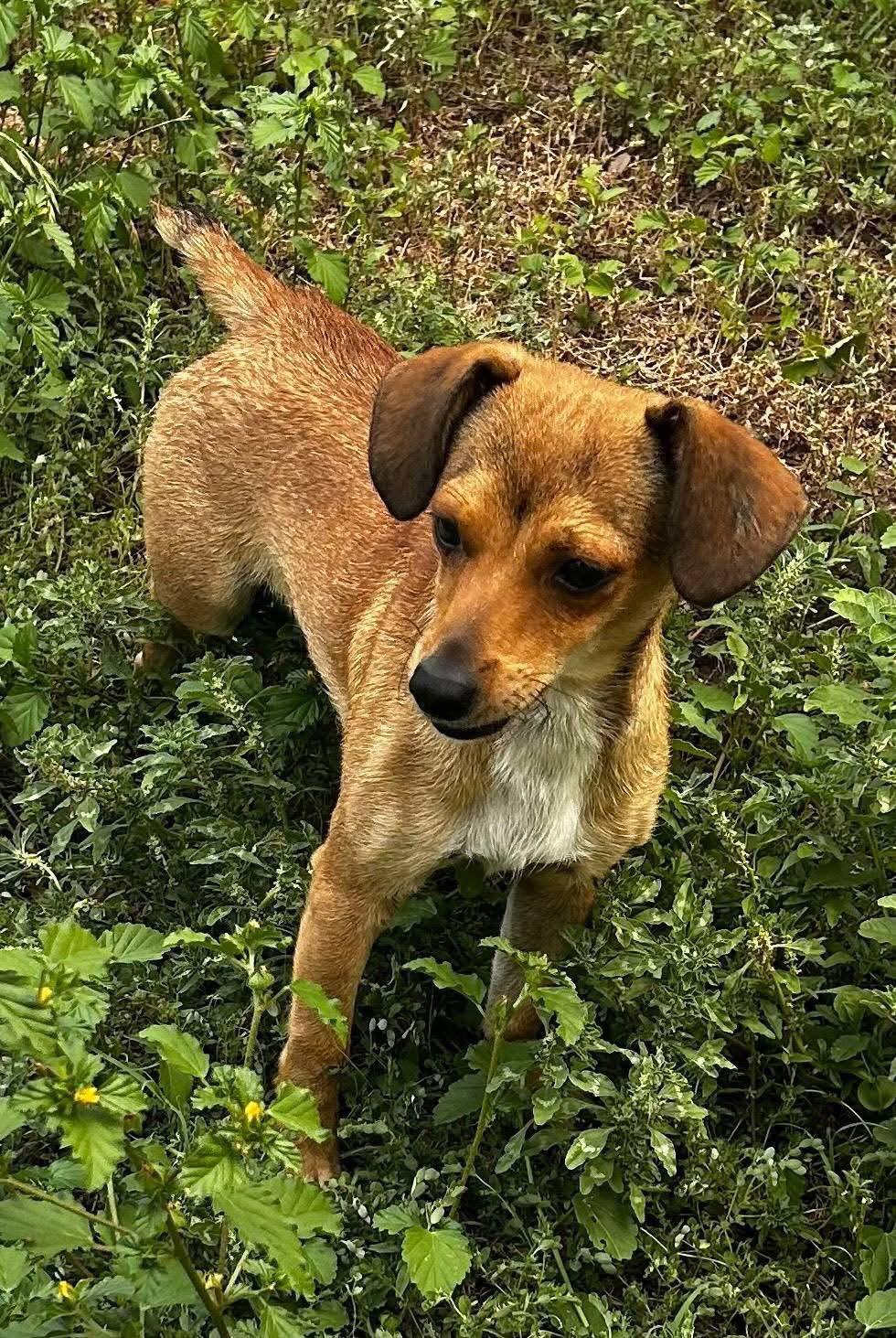 Teddy, Adopted, Young Male Jack Russell Terrier & Chihuahua.