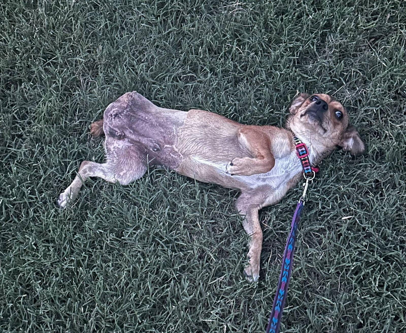 Teddy, Adopted, Young Male Jack Russell Terrier & Chihuahua.