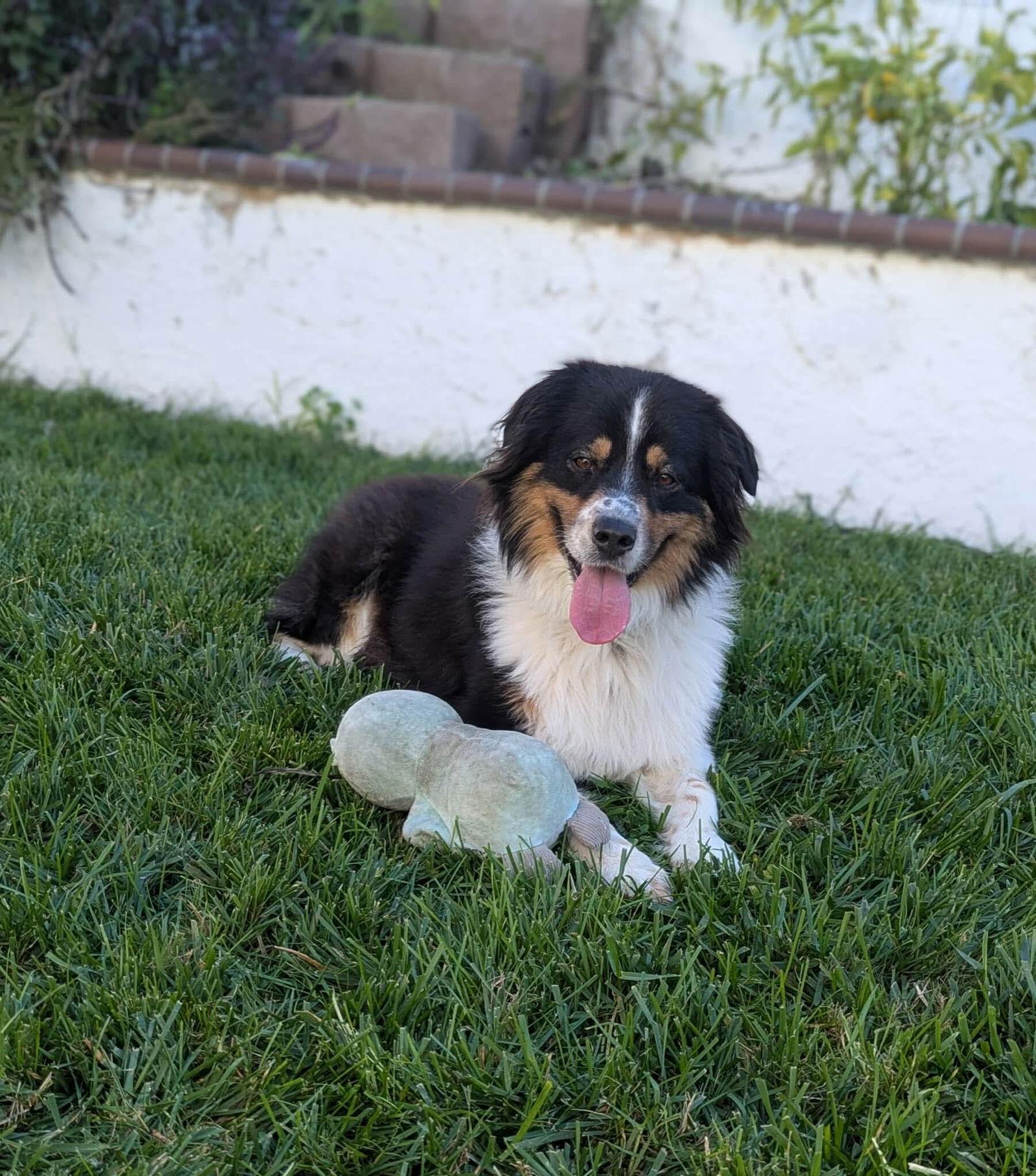 Chester, an adopted Australian Shepherd image 1/3