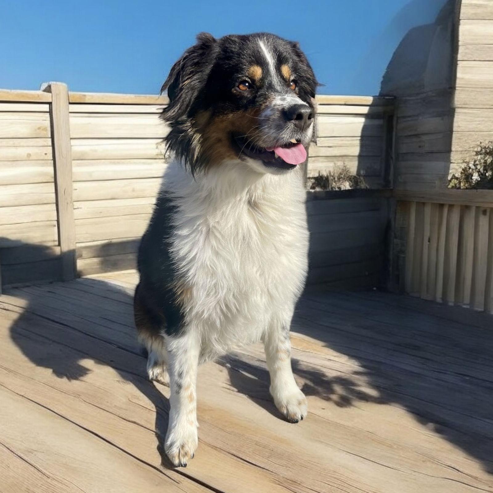 Chester, an adopted Australian Shepherd image 2/3