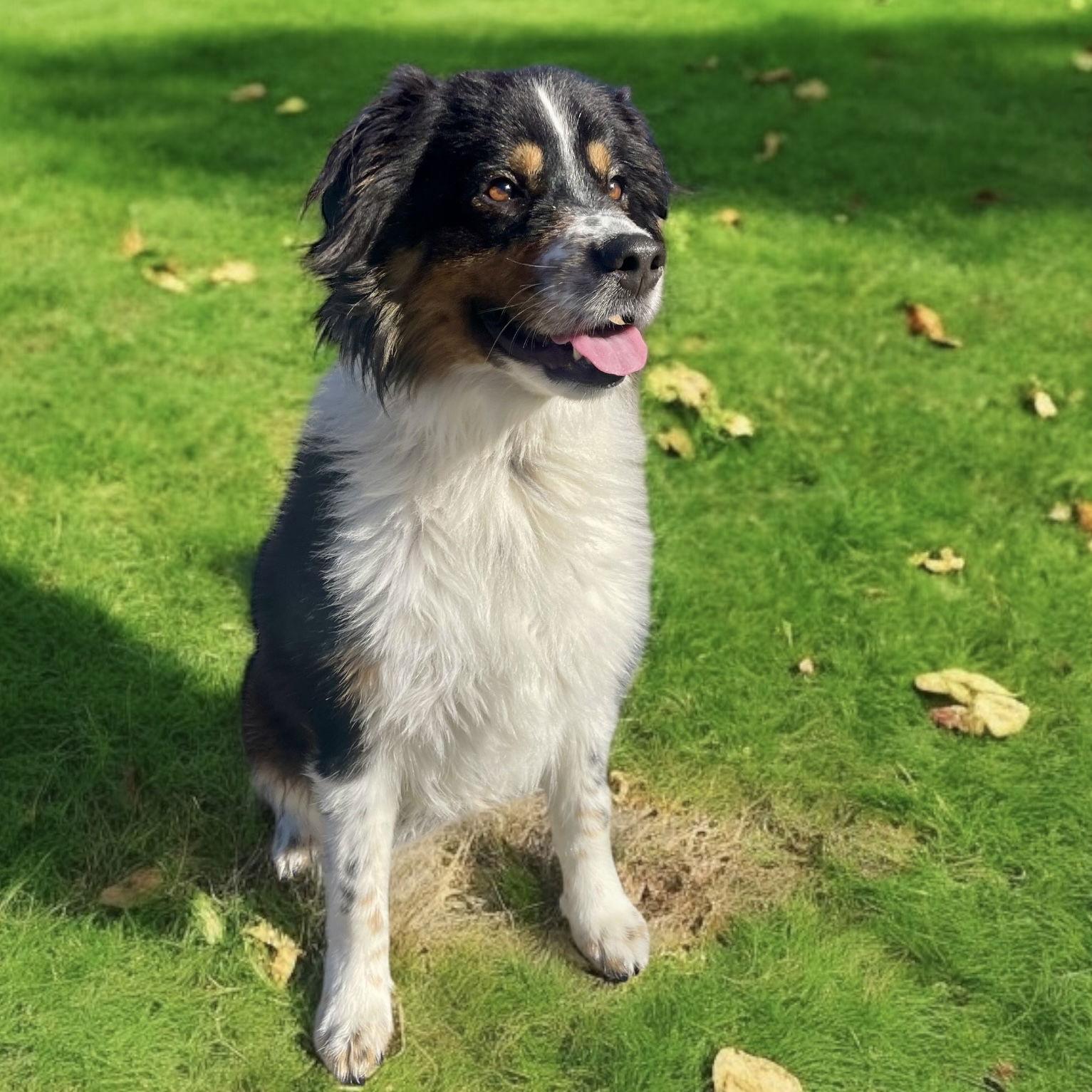Chester, an adopted Australian Shepherd image 3/3