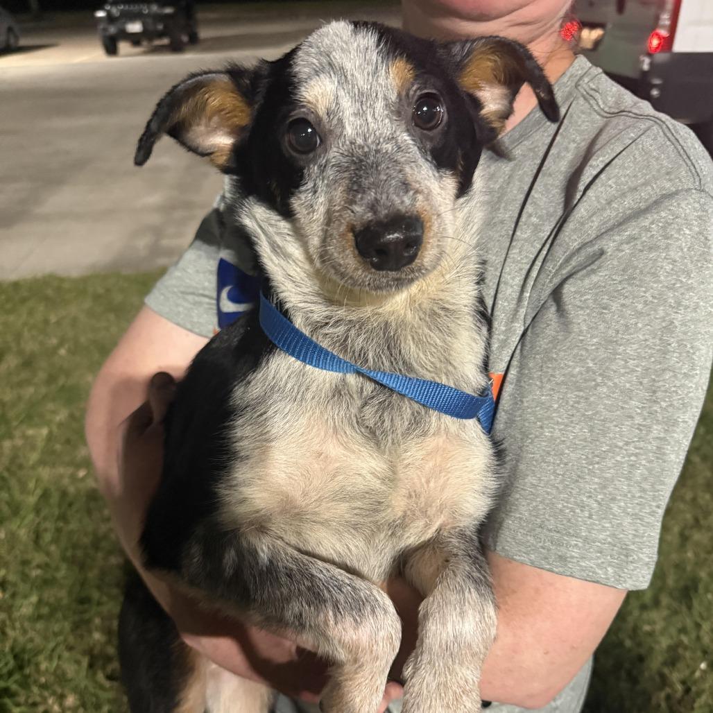 Enlarge Lily fka Millie, a Adoptable mixed breed in Houston, TX image 1/1