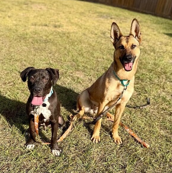 Ari Honey the Loving Adventurer — thumbnail 4