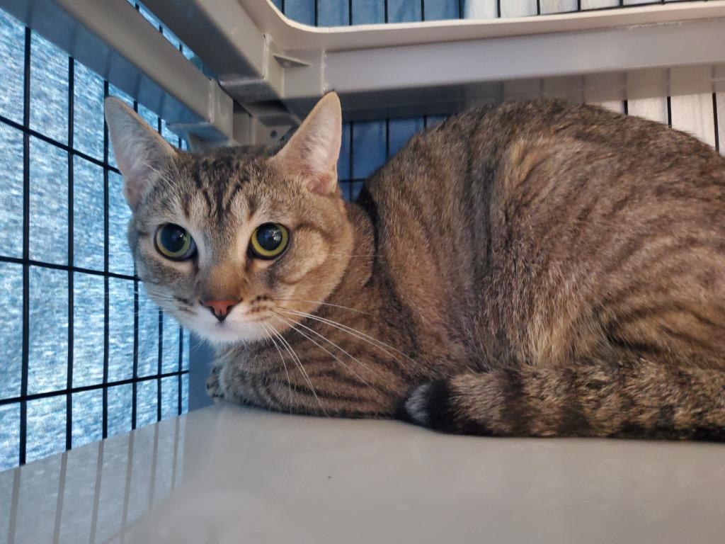 Randy Jr., Adoptable, Young Male Domestic Short Hair.