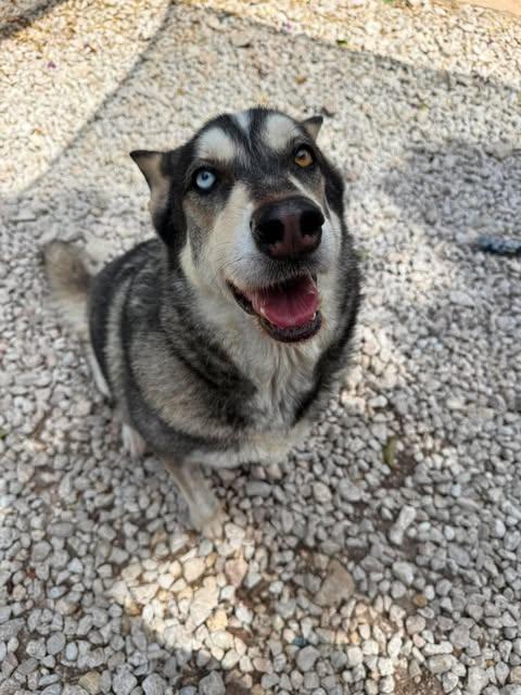 Enlarge Sasha, a Adoptable mixed breed in San Antonio, TX image 2/2