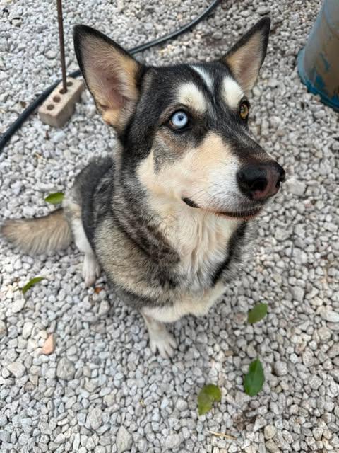 Enlarge Sasha, a Adoptable mixed breed in San Antonio, TX image 1/2