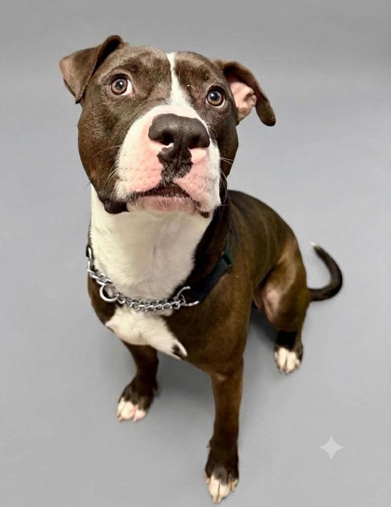 Snapple, a ADOPTABLE mixed breed in Bowie, MD image 5/6