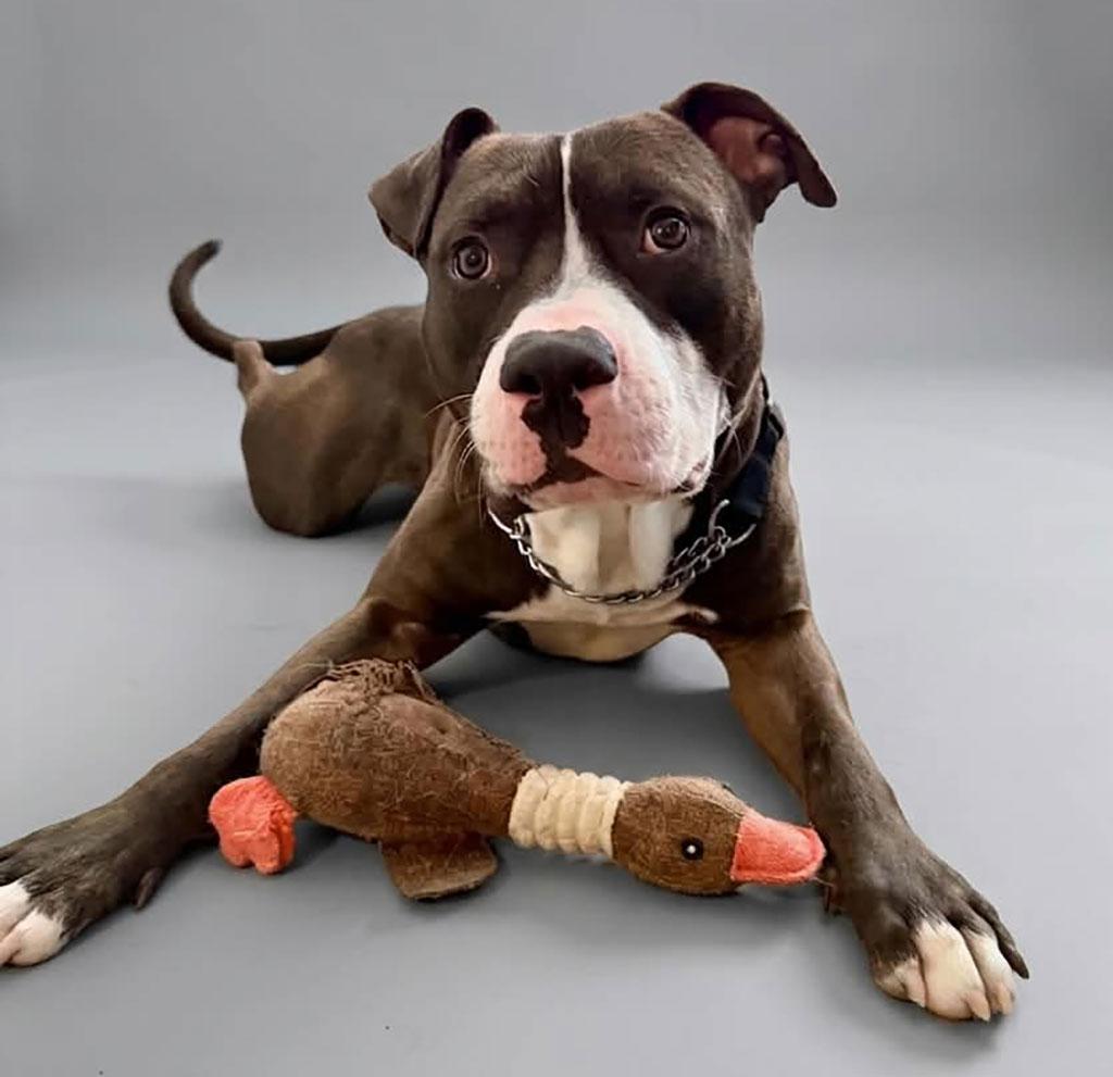 Snapple, a ADOPTABLE mixed breed in Bowie, MD image 1/6