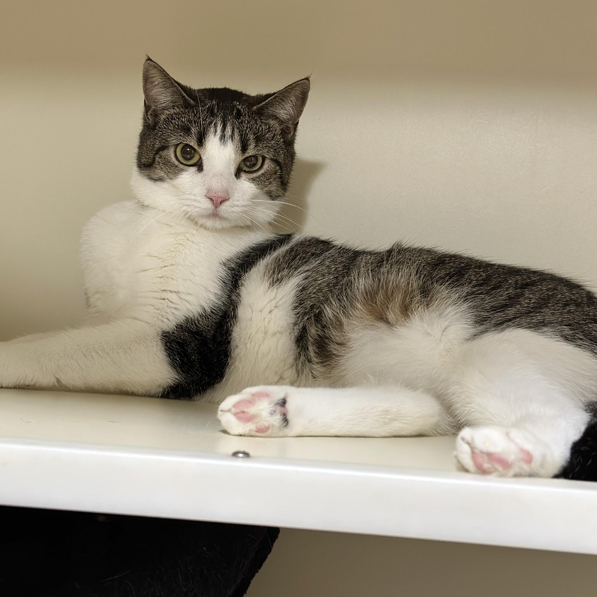 Enlarge Salem, a ADOPTABLE Domestic Short Hair in Victor, NY image 4/6