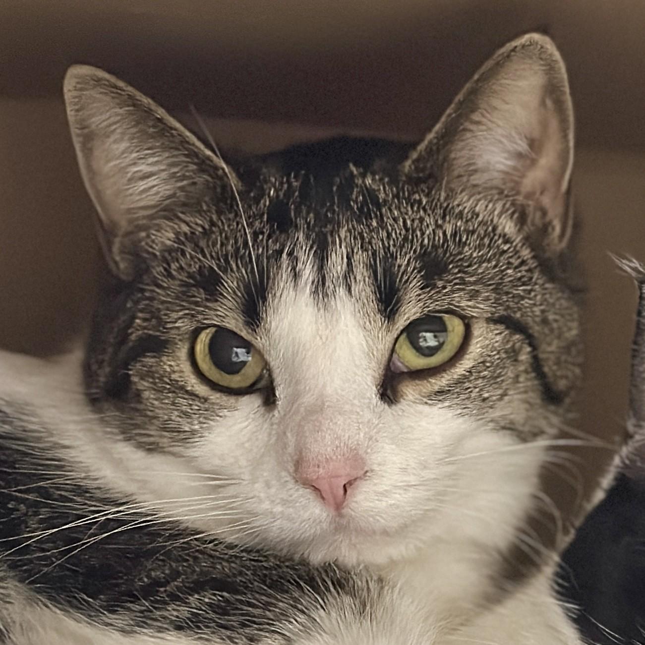 Enlarge Salem, a ADOPTABLE Domestic Short Hair in Victor, NY image 5/6