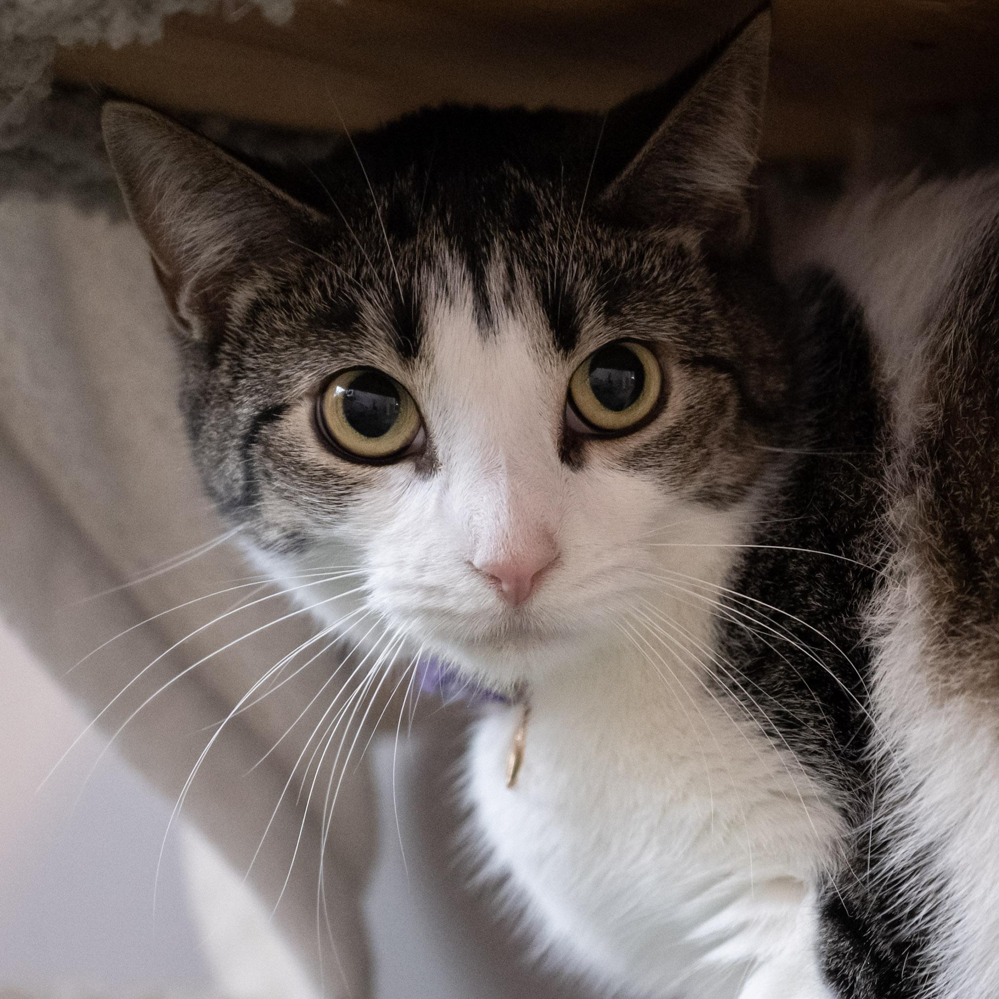 Enlarge Salem, a ADOPTABLE Domestic Short Hair in Victor, NY image 3/6