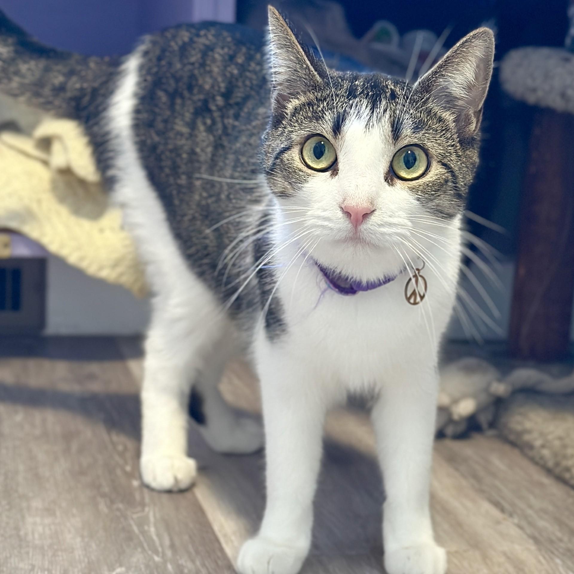 Enlarge Salem, a ADOPTABLE Domestic Short Hair in Victor, NY image 6/6