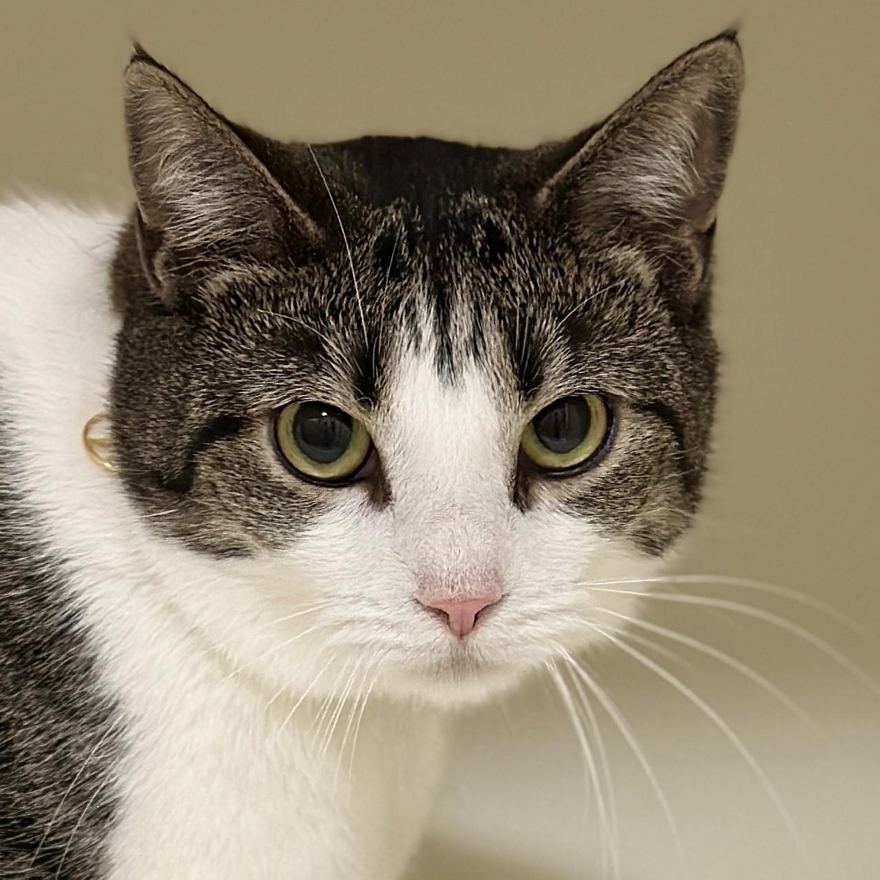 Salem, ADOPTABLE, Adult Female Domestic Short Hair.