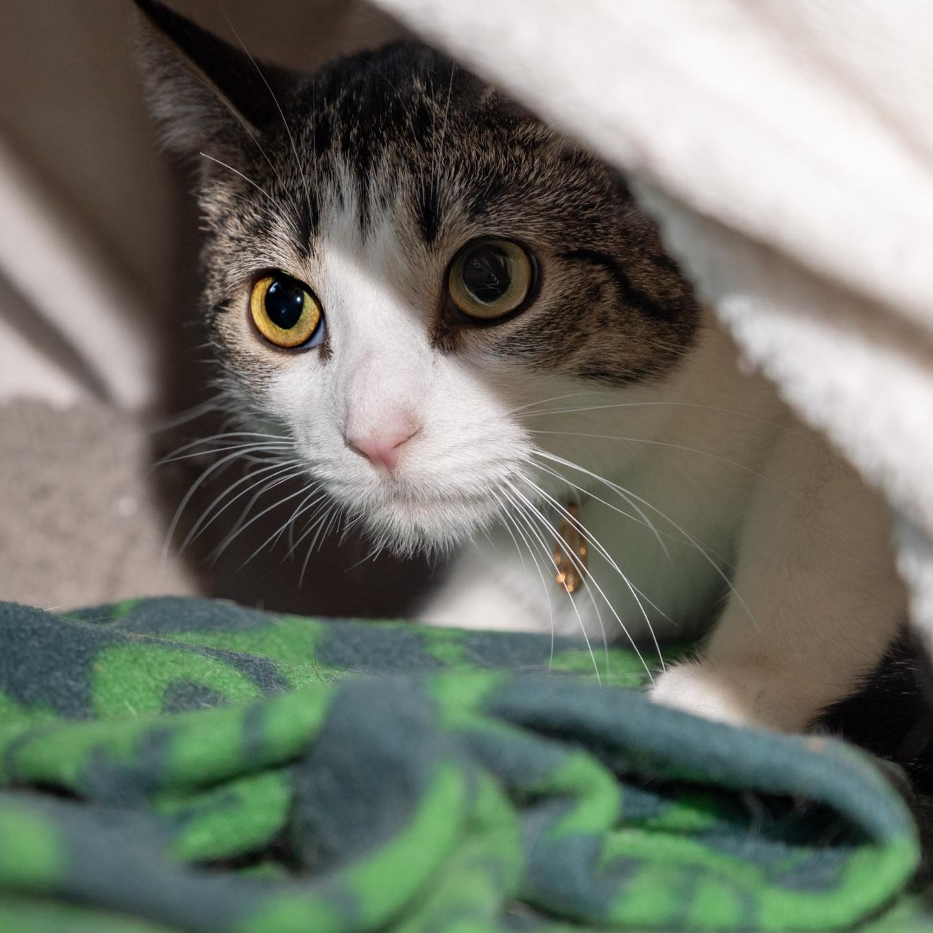 Enlarge Salem, a ADOPTABLE Domestic Short Hair in Victor, NY image 6/6