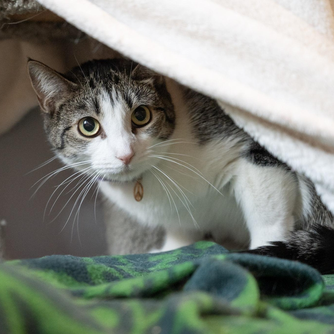 Enlarge Salem, a ADOPTABLE Domestic Short Hair in Victor, NY image 1/6