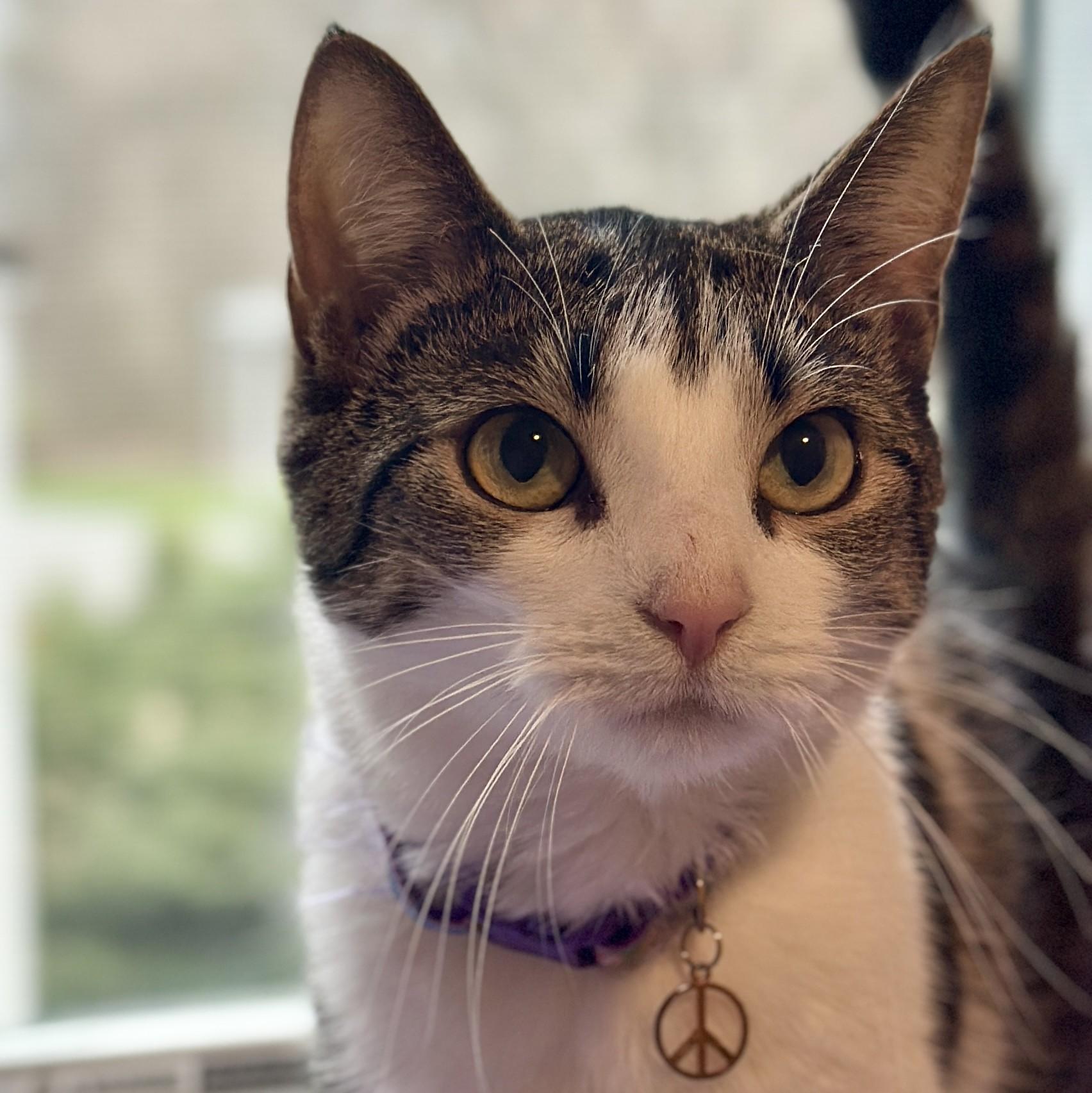 Enlarge Salem, a ADOPTABLE Domestic Short Hair in Victor, NY image 2/6