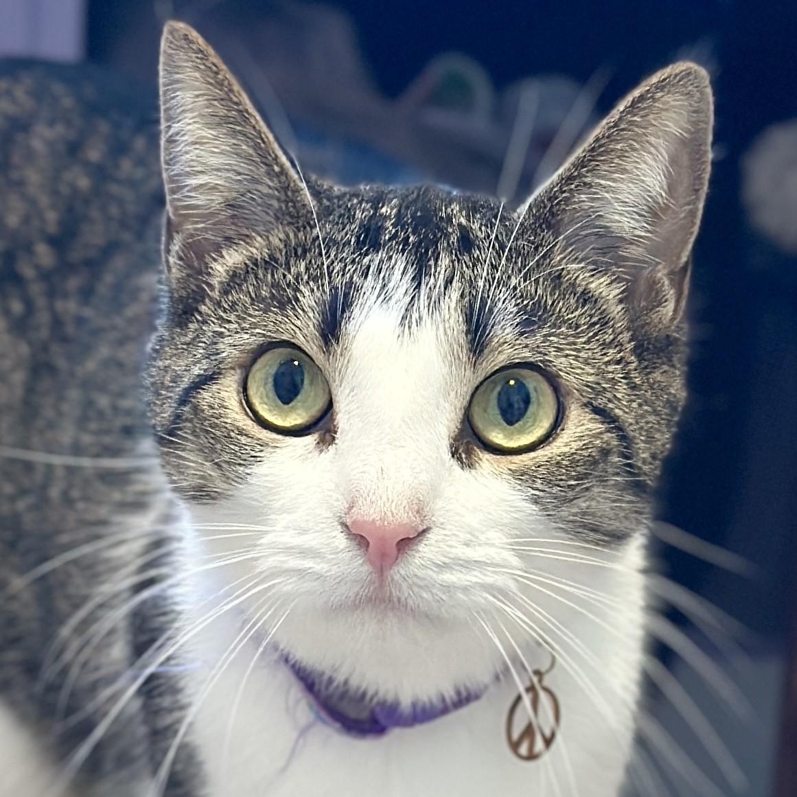 Salem, ADOPTABLE, Adult Female Domestic Short Hair.