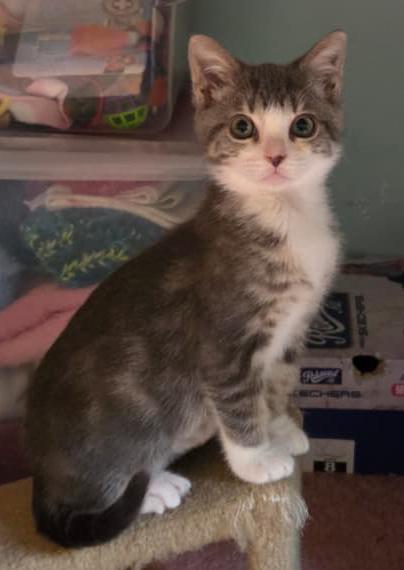 Nika, a Adoptable Domestic Short Hair in Lake Oswego, OR image 2/3