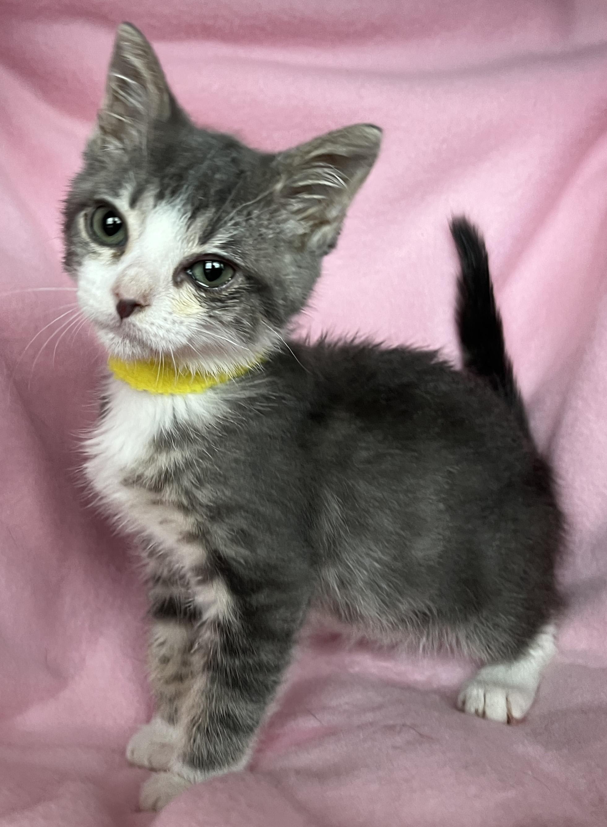 Nika, a Adoptable Domestic Short Hair in Lake Oswego, OR image 1/3