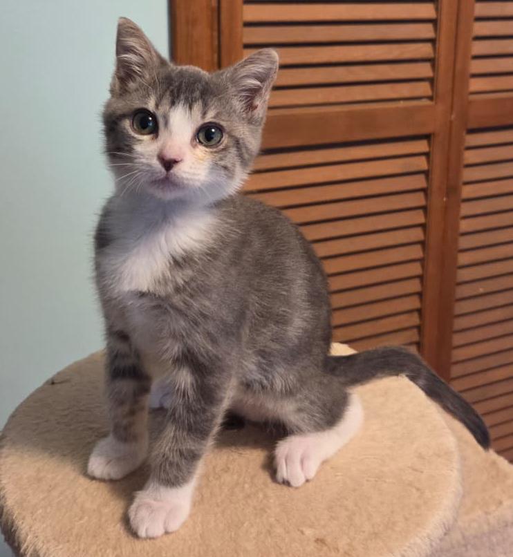 Nika, a Adoptable Domestic Short Hair in Lake Oswego, OR image 3/3