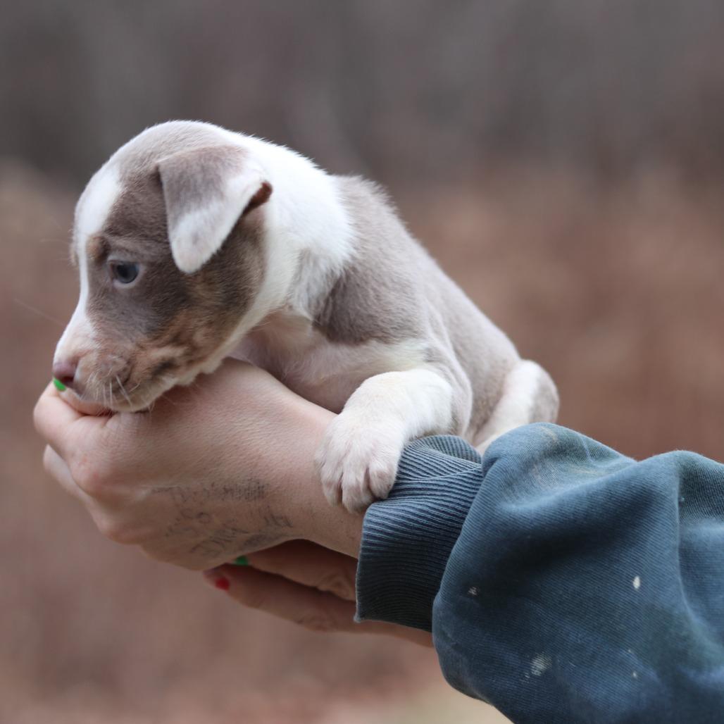 CT Etta avail Dec 27, Adoptable, Puppy Female Catahoula Leopard Dog.