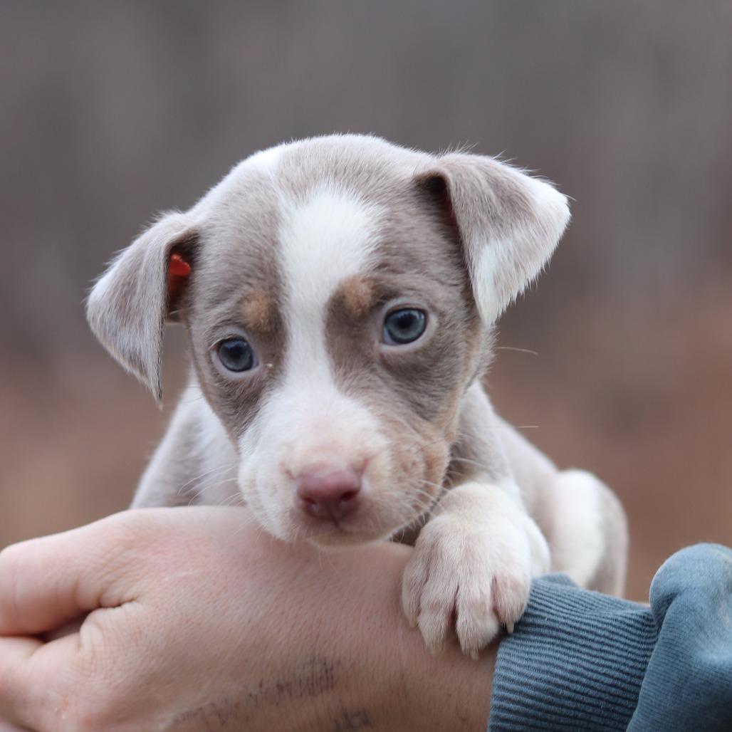 Enlarge CT Etta avail Dec 27, a Adoptable mixed breed in Eastford, CT image 2/5