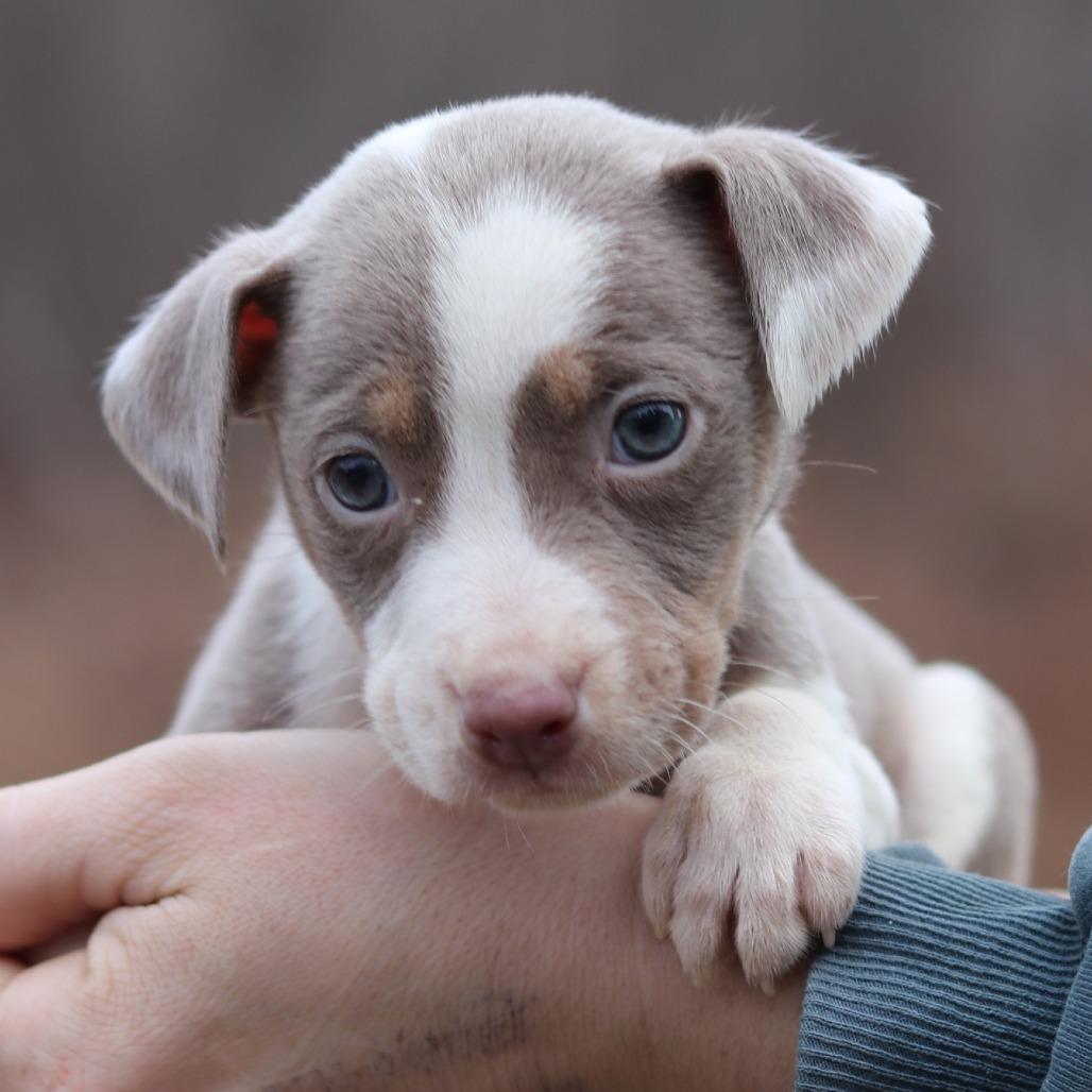 Enlarge CT Etta avail Dec 27, a Adoptable mixed breed in Eastford, CT image 3/5