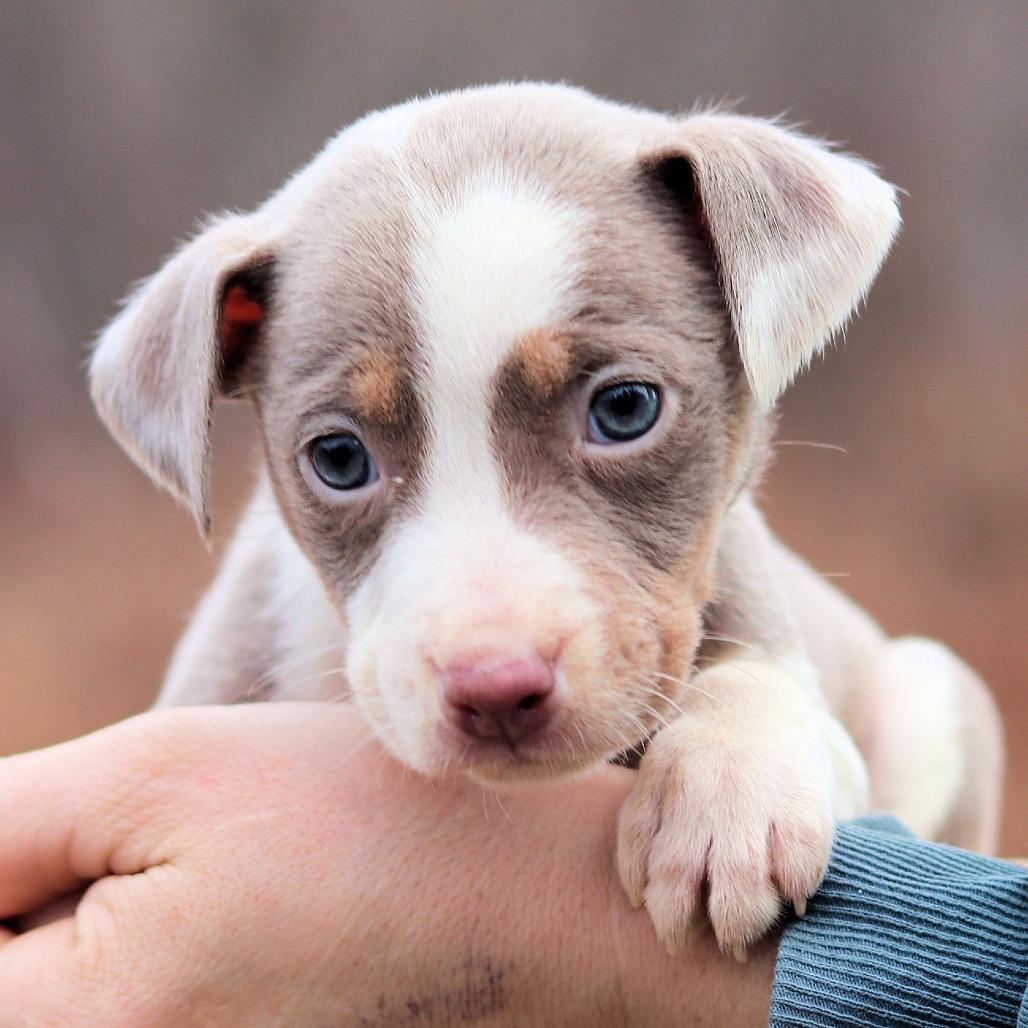 Enlarge CT Etta avail Dec 27, a Adoptable mixed breed in Eastford, CT image 4/5