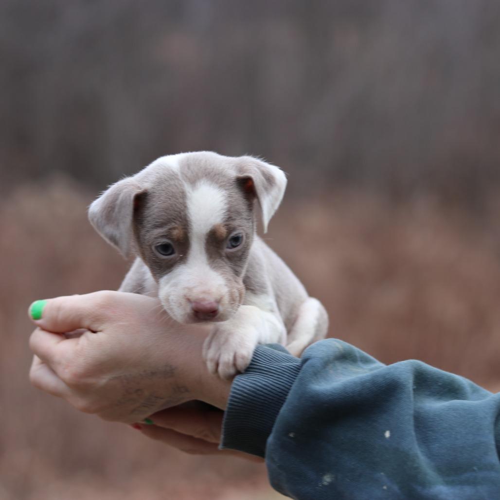 Enlarge CT Etta avail Dec 27, a Adoptable mixed breed in Eastford, CT image 5/5