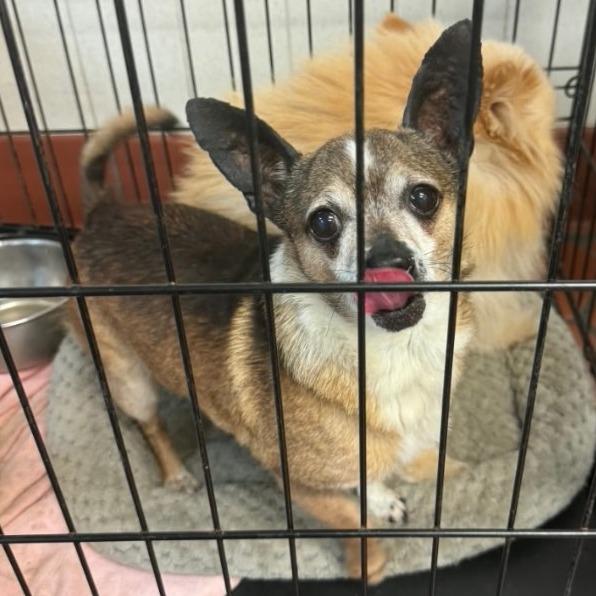 Enlarge Sonic, a Adoptable mixed breed in Tunkhannock, PA image 1/1