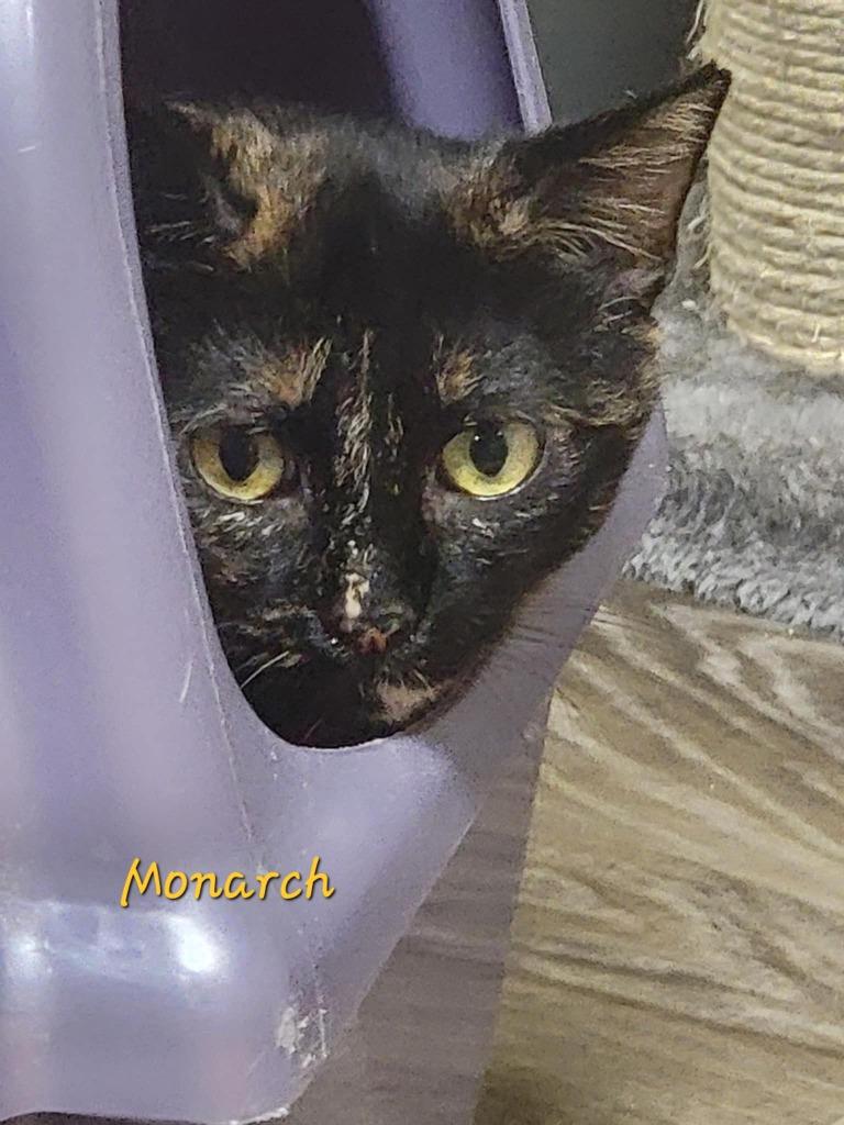 Monarch, a Adoptable mixed breed in Cedar Rapids, IA image 1/3