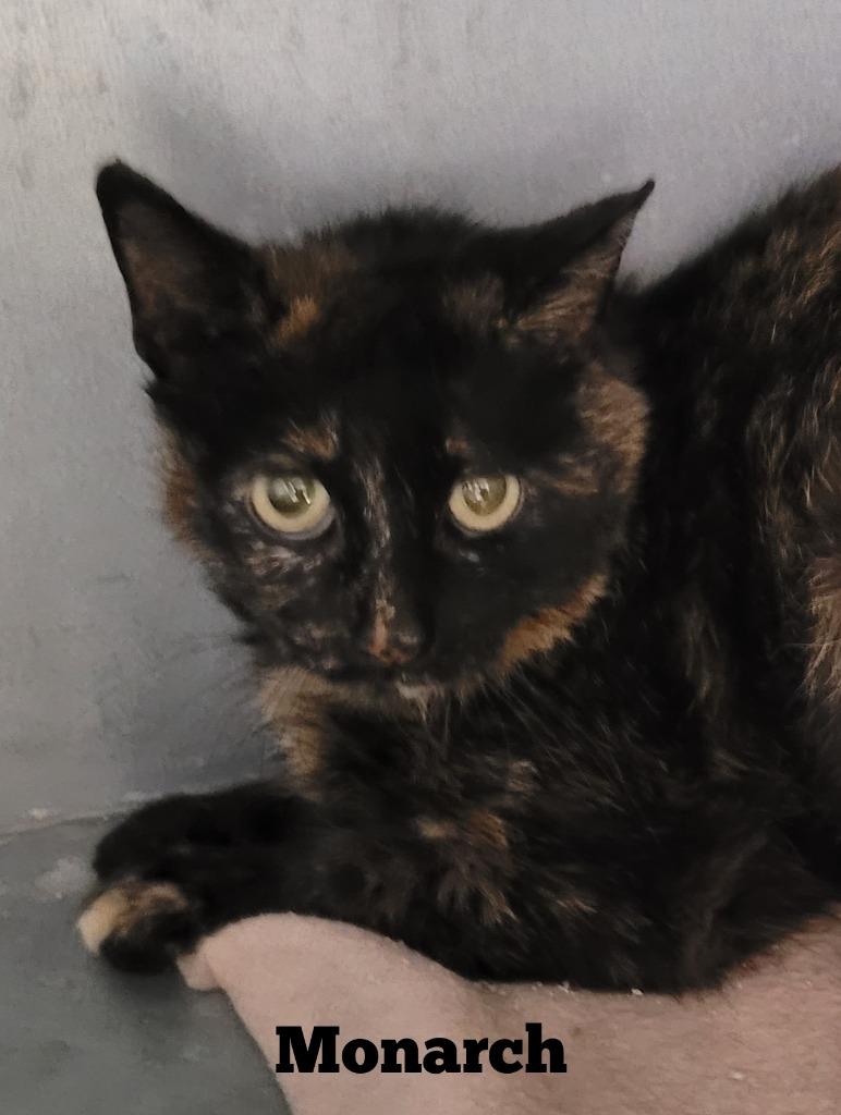 Enlarge Monarch, a Adoptable mixed breed in Cedar Rapids, IA image 2/3