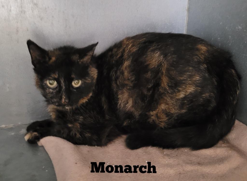 Enlarge Monarch, a Adoptable mixed breed in Cedar Rapids, IA image 3/3