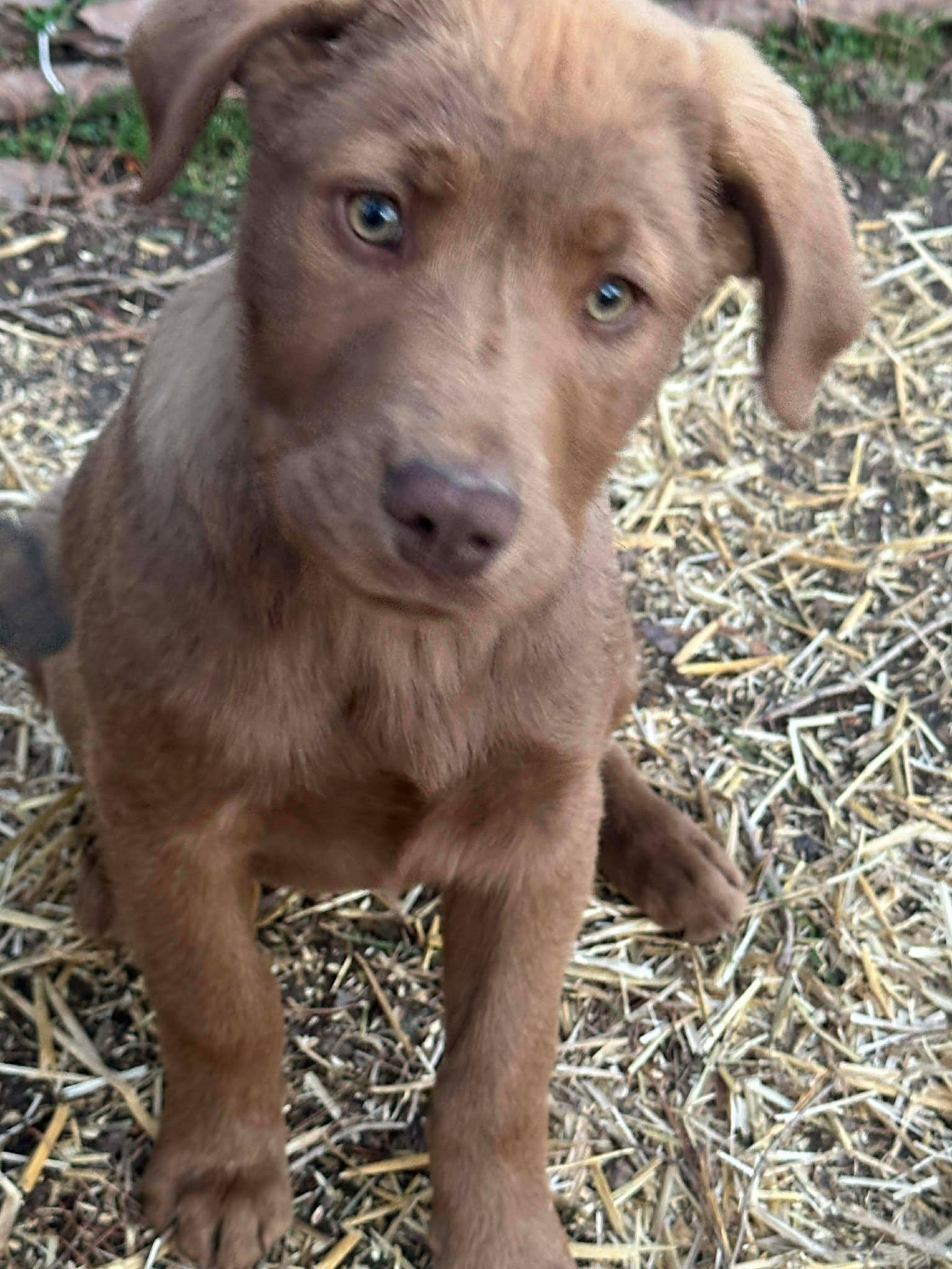 Enlarge Juliet, an adopted mixed breed in Fort Payne, AL image 1/5