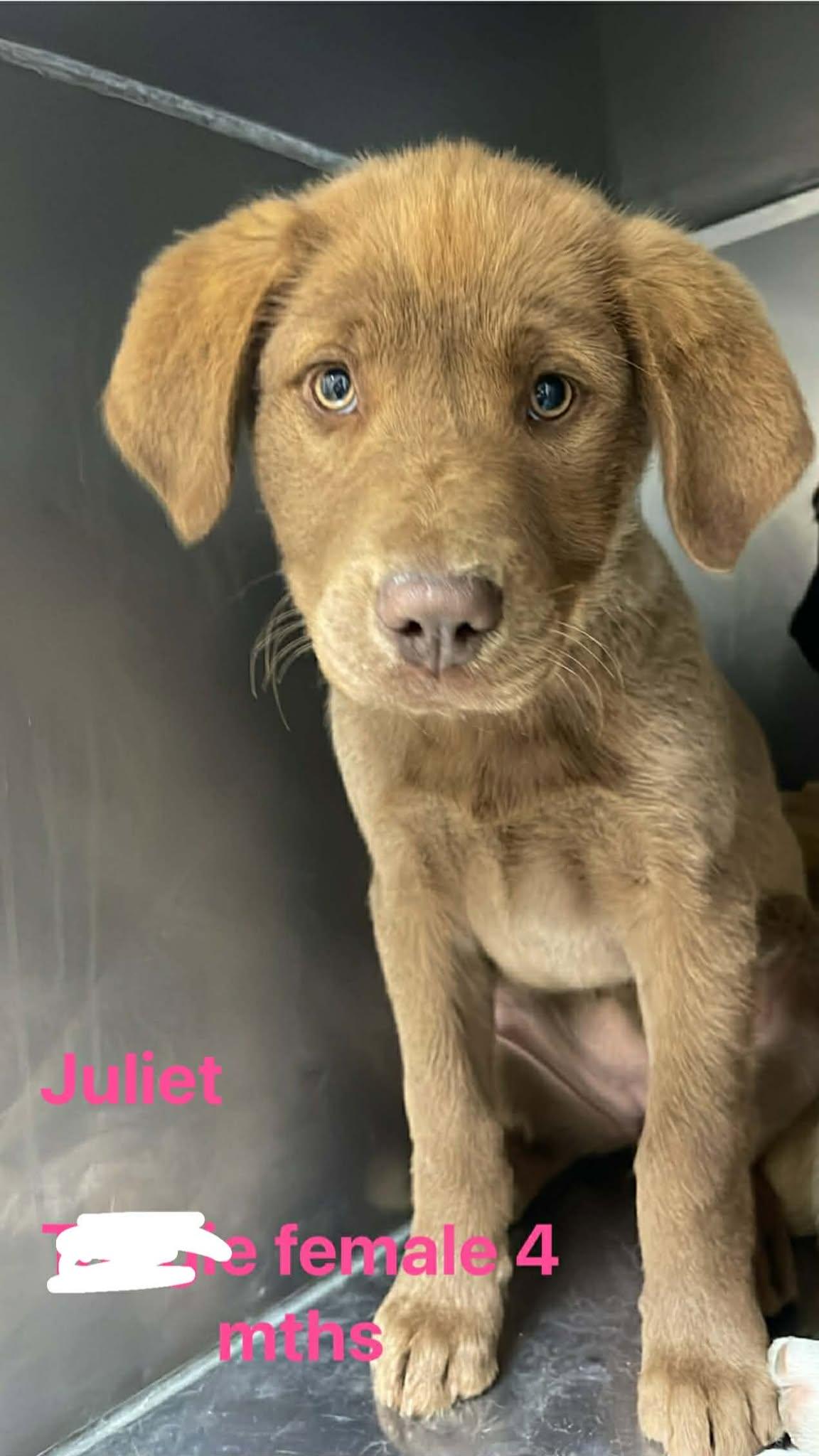 Enlarge Juliet, an adopted mixed breed in Fort Payne, AL image 3/5
