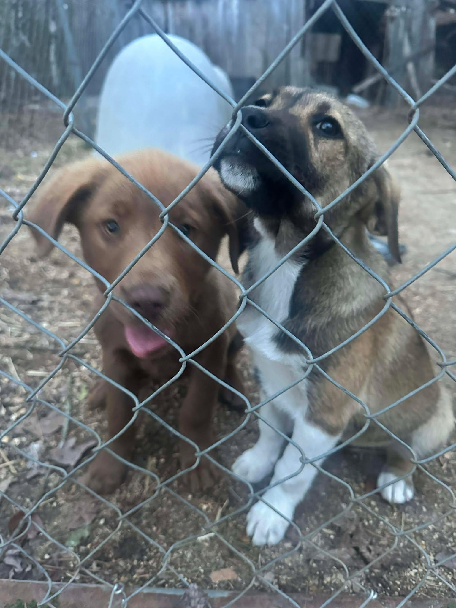 Enlarge Juliet, an adopted mixed breed in Fort Payne, AL image 4/5
