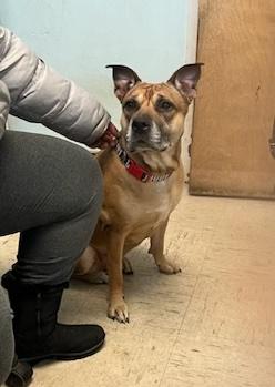 Delta, ADOPTABLE, Adult Female German Shepherd Dog & Pit Bull Terrier.