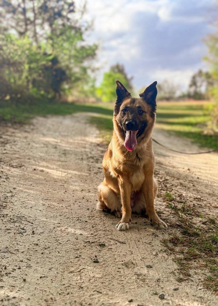 Nellie, Adoptable, Adult Female German Shepherd Dog.