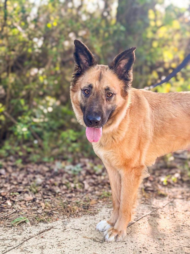 Enlarge Nellie, a Adoptable mixed breed in Statesboro, GA image 2/4