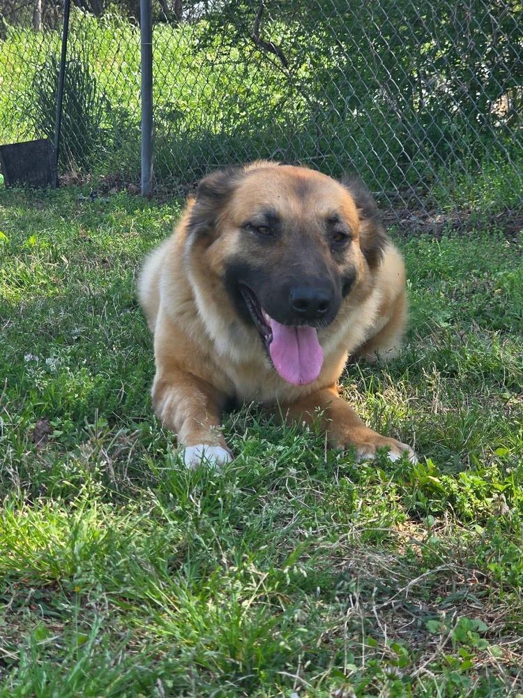 Enlarge Nellie, a Adoptable mixed breed in Statesboro, GA image 3/4