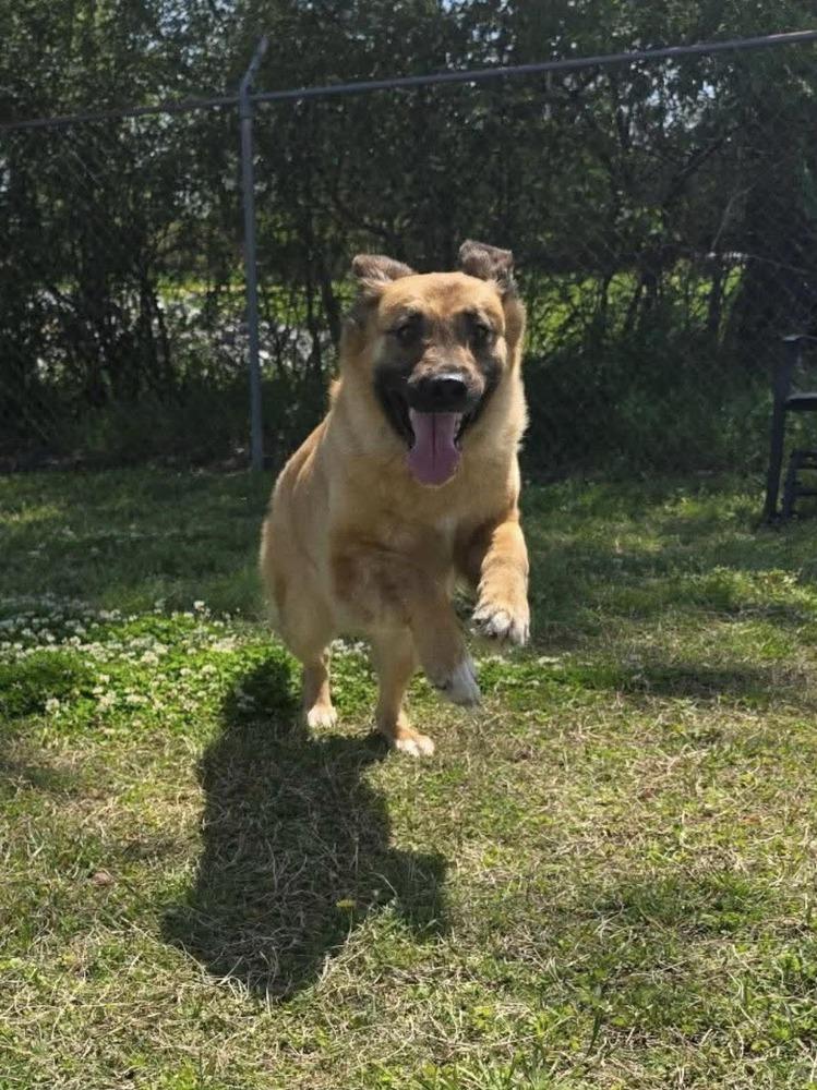 Enlarge Nellie, a Adoptable mixed breed in Statesboro, GA image 4/4