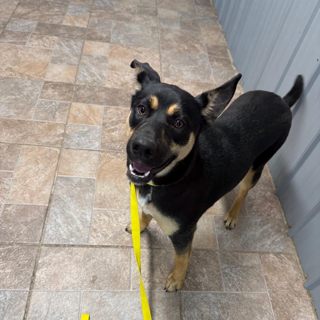 bean, a Adoptable mixed breed in Homer, NY image 1/2